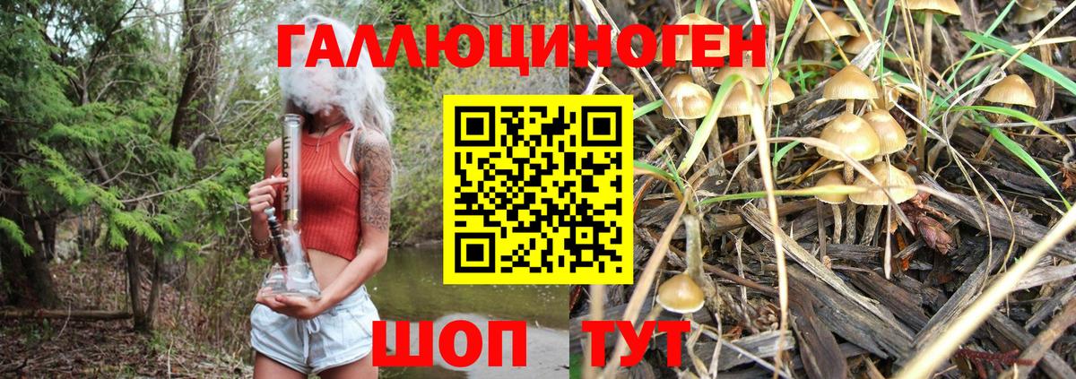 Галлюциногенные грибы Psilocybine cubensis  Усть-Кут  Галлюциногенные грибы Psilocybine cubensis 